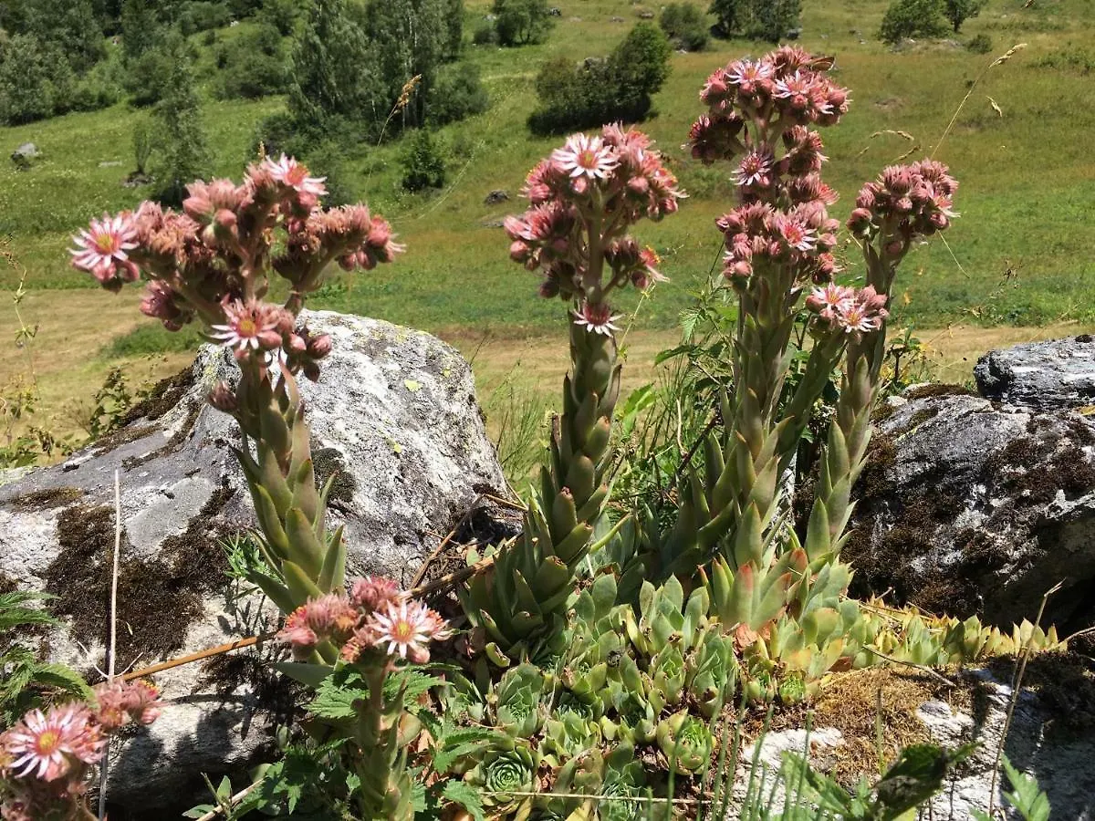 Apartament Campanule La Plagne